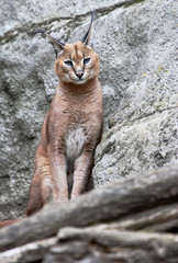 caracal looking into lens