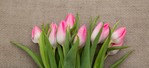 Pink Tulips isolated on brown cloth Background.