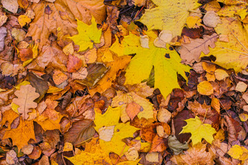 Naklejka na ściany i meble maple yellow green brown leaf fallen down old background base bright autumn