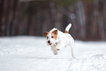 Jack Russell Terrier plays in the winter forest.