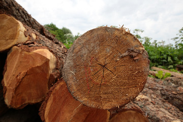 long pine trunks on a street logging close up hard weathered, trunk saw cut smooth