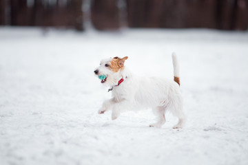 Jack Russell Terrier plays in the winter forest.