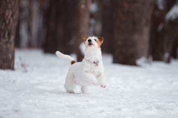 Jack Russell Terrier plays in the winter forest.