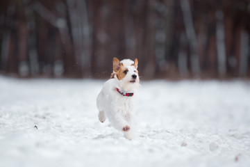 Jack Russell Terrier plays in the winter forest.