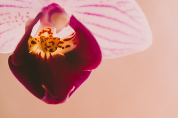 Orchid L