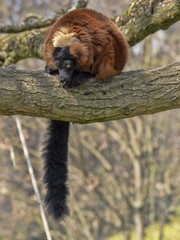 Red ruffed lemur, Varecia rubra, sitting on a tree and looking around