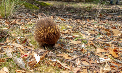 Echidna walking in mt Field national park. Tasmania