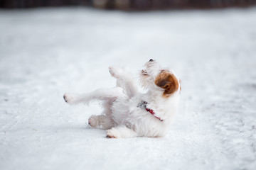 Jack Russell Terrier plays in the winter forest.