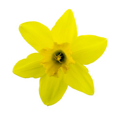 yellow narcissus flower isolated on white background