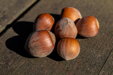 hazelnuts in the sun on a table with a forest background behind