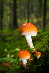 Mushroom close-up in the forest
