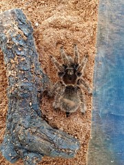  Poisonous insects show in the zoo