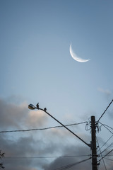 Silhouette of birds perched on a light pole on dusk with the moon