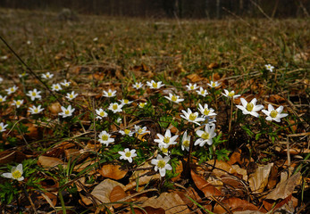 Buschwindroeschen, Anemone nemorosa, thimbleweed, windflower