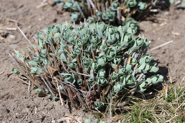 Plant of sedum