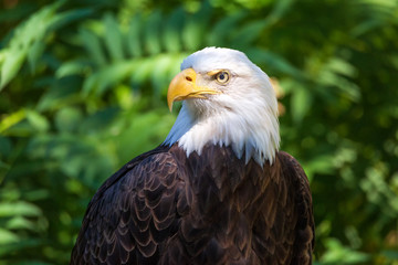 Bald Eagle Portrait With Green Leaves in the Background
