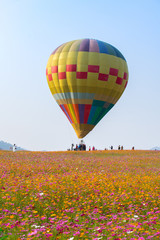 Naklejka premium Hot air balloon over cosmos flowers with blue sky