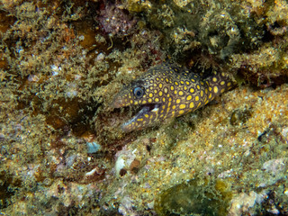 Jewel Moray Eel (Muraena lentiginosa)