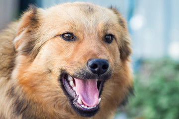 Portrait of a brown dog with an open mouth_