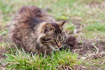 Naklejka na ściany i meble A fluffy cat sits on the grass and tracks a booty_