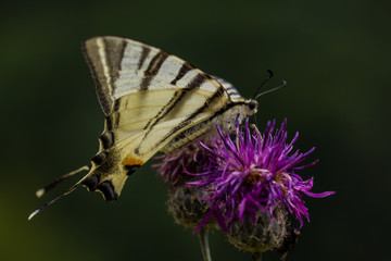 Schmetterling und Blumen