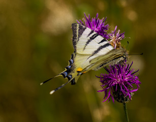Schmetterling und Blumen