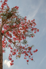 Selective focus colorful Delonix Regia flower in the sky background.Also called Royal Poinciana, Flamboyant, Flame Tree.Beautiful red flower in a garden.