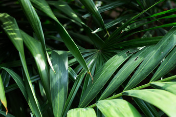  tropical green leaf background