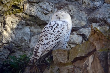 Sleeping owl in mountains