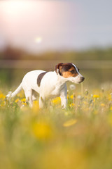 niedlicher kleiner Hund auf der Frühlingswiese Jack Russel Terrier Hunderasse