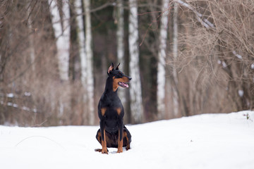 Dog breed Doberman plays in the winter forest