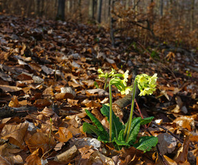 Schlüsselblume, Hohe Schlüsselblume, primula elatior,