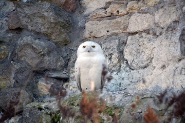 Big-eyed polar owl
