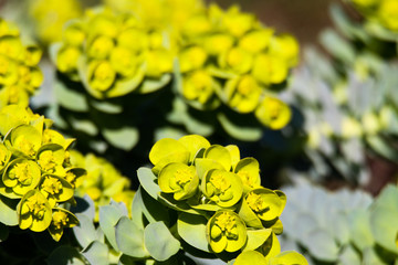Close up of yellow blooming myrtle spurge (Euphorbia myrsinites) in spring