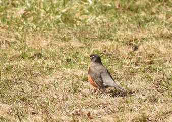 Springtime Robin