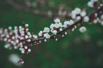 Spring background of flowering tree branches. Flowering cherry, apricot 