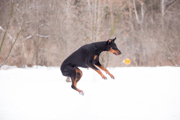 Dog breed Doberman plays in the winter forest