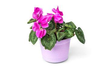 Purple cyclamen flower isolated on white background. 