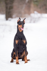 Dog breed Doberman plays in the winter forest