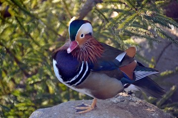 Obraz premium mandarin duck near spruce