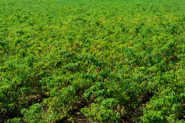 Red Chilli Pepper Plant