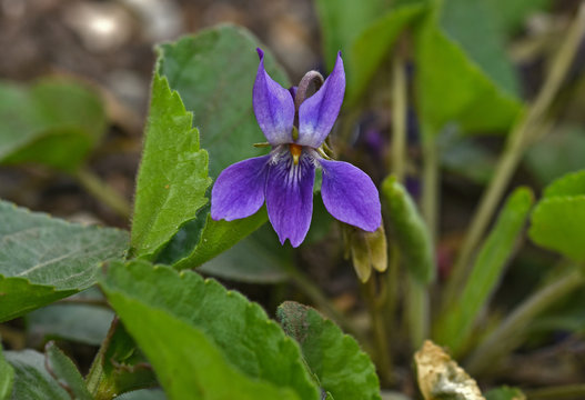 Wald-Veilchen, Viola reichenbachiana,