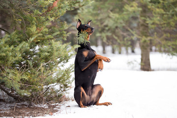 Dog breed Doberman plays in the winter forest