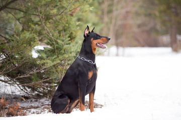 Dog breed Doberman plays in the winter forest