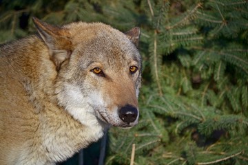 Wolf near spruce