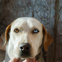 Dog  With Different Eye Colour. Portrait.