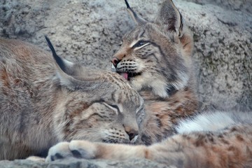 Two lynx close-up