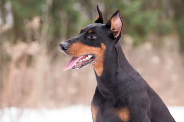 Dog breed Doberman plays in the winter forest