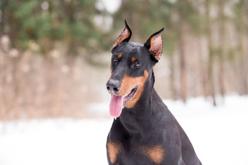 Dog breed Doberman plays in the winter forest