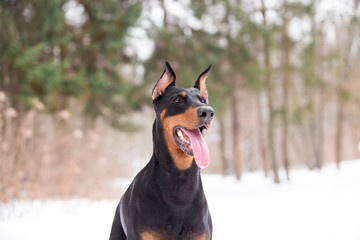 Dog breed Doberman plays in the winter forest